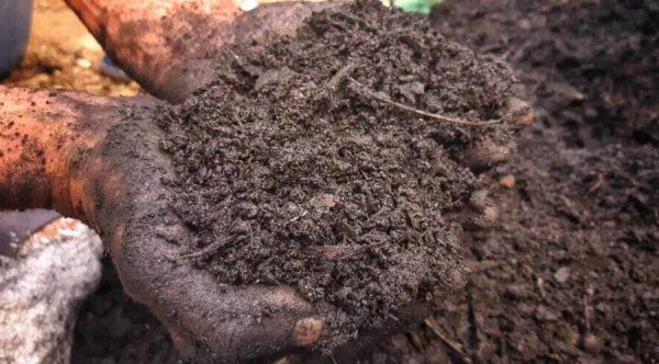Regenerative Agriculture and Soil